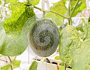 Closeup of melons plant growing in greenhouse organic farm ,Thailand