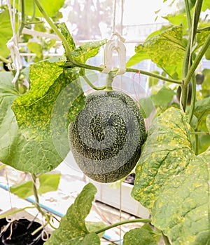 Closeup of melons plant growing in greenhouse organic farm ,Thailand