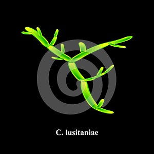 C. lusitaniae candida. Pathogenic yeast-like fungi of the Candida type morphological structure. Vector illustration on