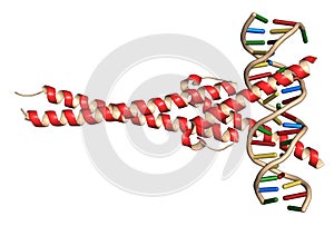 c-Myc and Max transcription factors bound to DNA. 3D illustration