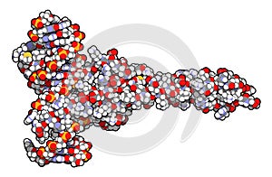 c-Myc and Max transcription factors bound to DNA. 3D illustratio photo