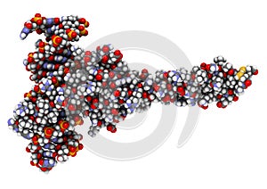 c-Myc and Max transcription factors bound to DNA. 3D illustration photo