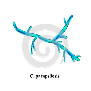 C. parapsilosis candida. Pathogenic yeast-like fungi of the Candida type morphological structure. Vector illustration on