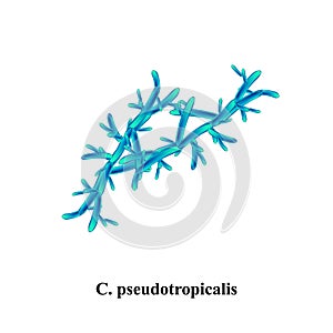 C. pseudotropicalis candida. Pathogenic yeast-like fungi of the Candida type morphological structure. Vector