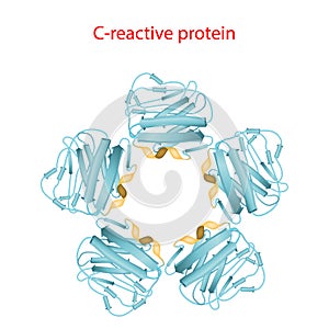 C-reactive protein Molecular structure