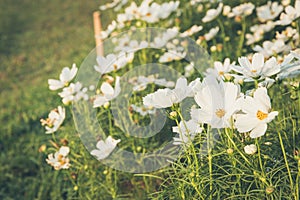 C.sulphureus Cav. or Sulfur Cosmos, flower