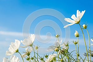 C.sulphureus Cav. or Sulfur Cosmos, flower and blue sky photo