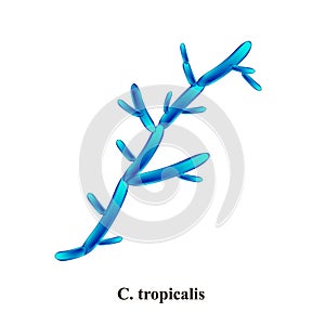 C. tropicalis candida. Pathogenic yeast-like fungi of the Candida type morphological structure. Vector illustration on