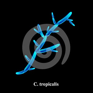 C. tropicalis candida. Pathogenic yeast-like fungi of the Candida type morphological structure. Vector illustration on