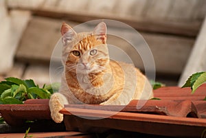 C ute red cat on the red roof