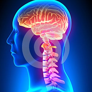 C1 Disc - Cervical Spine