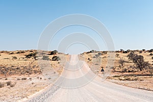 C17-road in southern Kalahari in Namibia crosses overgrown sanddunes