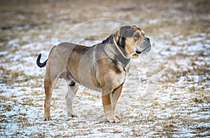 Ca de Bou (Mallorquin Mastiff) dog photo