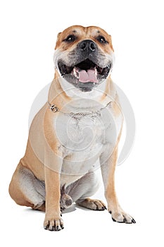 Ca de Bou (Mallorquin Mastiff, Mallorquin Bulldog, Perro Dogo Ma