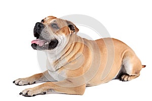 Ca de Bou (Mallorquin Mastiff, Mallorquin Bulldog, Perro Dogo Ma photo