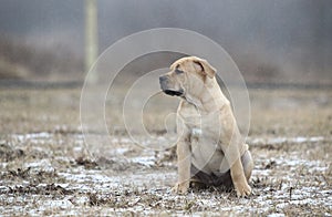 Ca de Bou Mallorquin Mastiff puppy dog photo