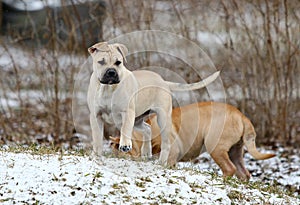 Ca de Bou Mallorquin Mastiff puppy dogs