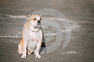 Ca de Bou or Perro de Presa Mallorquin, Molossian dog photo