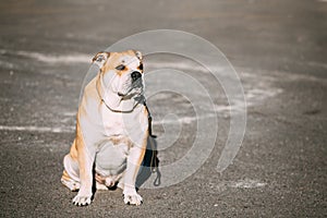 Ca de Bou or Perro de Presa Mallorquin, Molossian dog photo