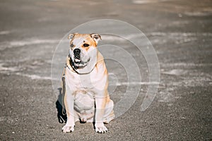 Ca de Bou or Perro de Presa Mallorquin, Molossian dog photo