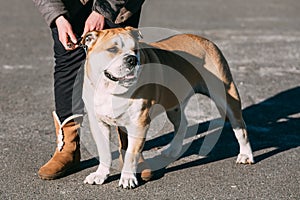 Ca de Bou or Perro de Presa Mallorquin, Molossian dog photo