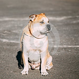 Ca de Bou or Perro de Presa Mallorquin, Molossian dog photo