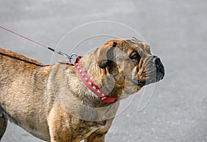 Ca de Bou  Perro de Presa Mallorquin Molossian type breed of dog brindle color  standing on gray street background