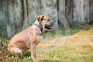 Ca De Bou Or Perro De Presa Mallorquin Puppy Sit Outdoor On Green Grass photo