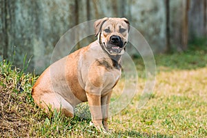 Ca De Bou Or Perro De Presa Mallorquin Puppy Sit Outdoor On Green Grass photo