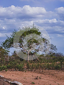 Rural region of the brazilian northeastern interior. The semi-arid tropical climate has the caatinga as a vegetation biome. photo