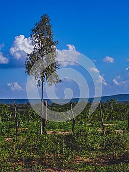 Rural region of the brazilian northeastern interior. The semi-arid tropical climate has the caatinga as a vegetation biome. photo