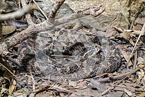 Caatinga Lancehead snake, or Bothrops erythromelas. Jararaca da seca brazilian