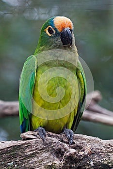 Caatinga Parakeet Parrot photo