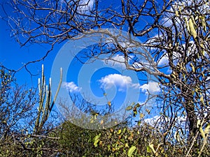 Caatinga vegetation