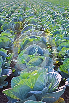 Cabage Field Rows. Farming Organic Cabbage. Cabbage on the Field Ready to Harvest.