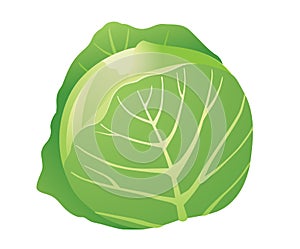 Cabage isolated
