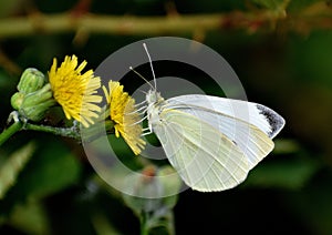 Cabagge Butterfly photo