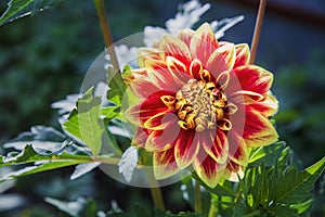 Caballero dahlia flower photo