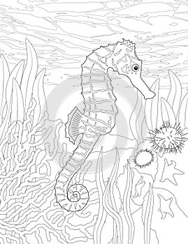 Coloring Page of Sea Horse photo