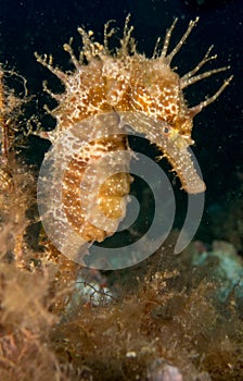 Seahorse in the mediterranean, costa brava in the foreground and with black background photo