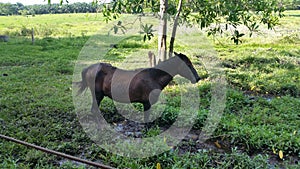 Caballo tarde llano venezuela