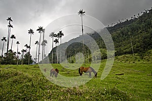 Caballos y palmas de cera en Valle de cocora, Salento. Eje cafetero, colombia. photo