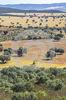 Cabaneros National Park. A dehesa, the traditional pastoral management in the park photo