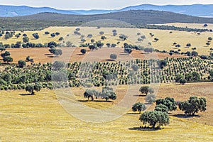 Cabaneros National Park. A dehesa, the traditional pastoral management in the park photo