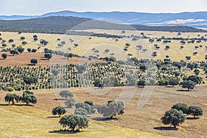 Cabaneros National Park. A dehesa, the traditional pastoral management in the park photo
