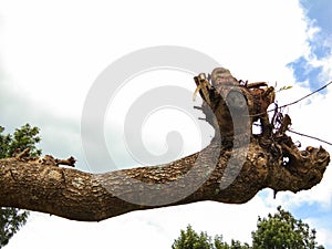 Cabang Large tree trunks