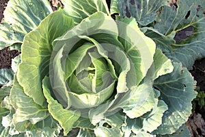 Cabbage