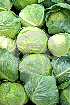 Cabbage