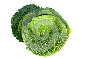 Cabbage