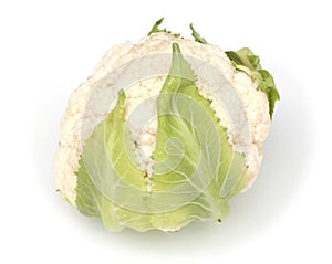 Cabbage